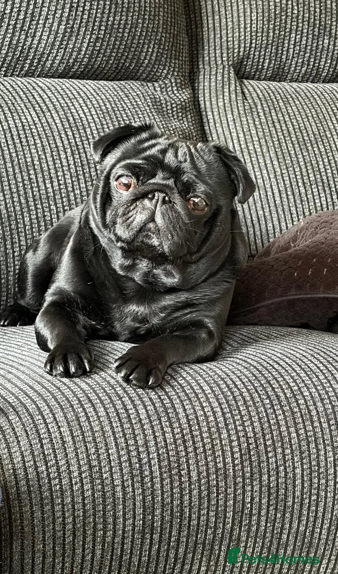 Pug dogs for stud: KC REG HEALTH TESTED PUG  - Advert 2