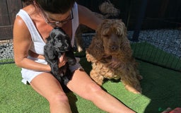 Cocker Spaniel dogs for sale: 🏅kc registered show type cocker puppy🏅 - Image 7