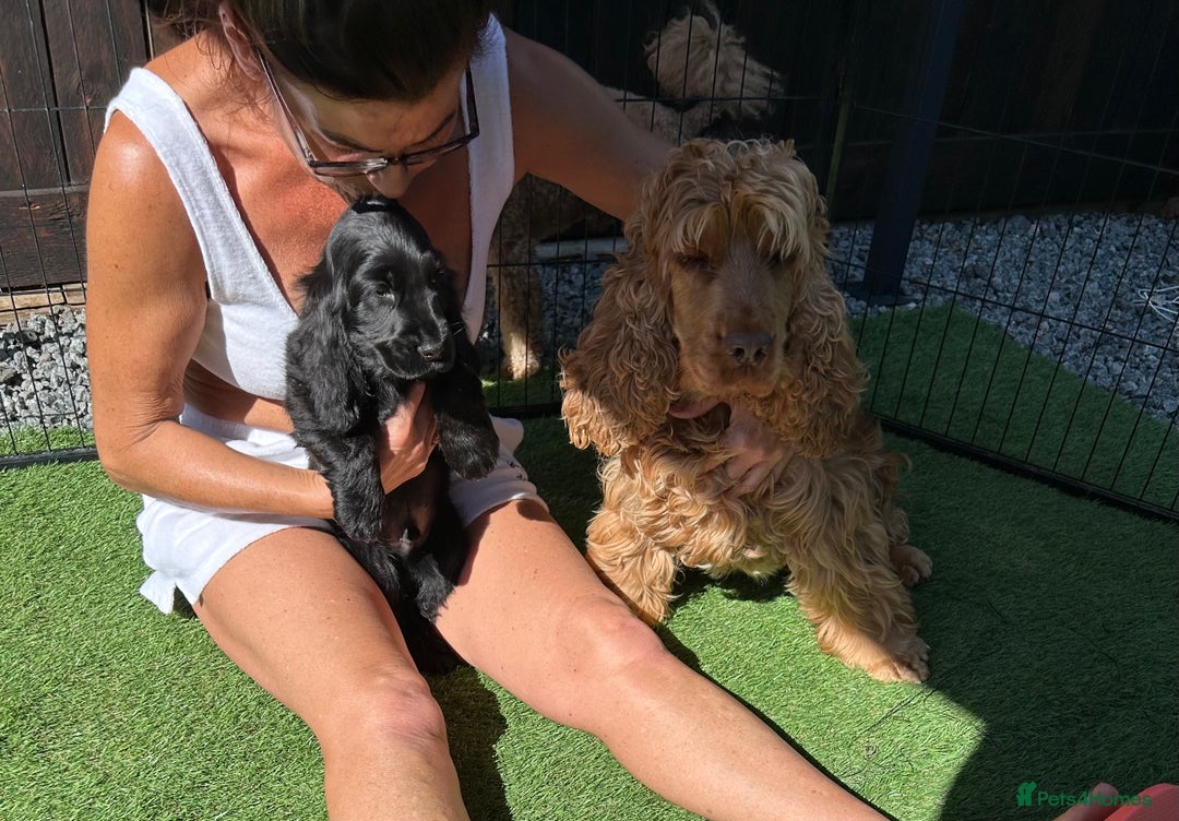 Cocker Spaniel dogs for sale: 🏅kc registered show type cocker puppy🏅 - Image 7