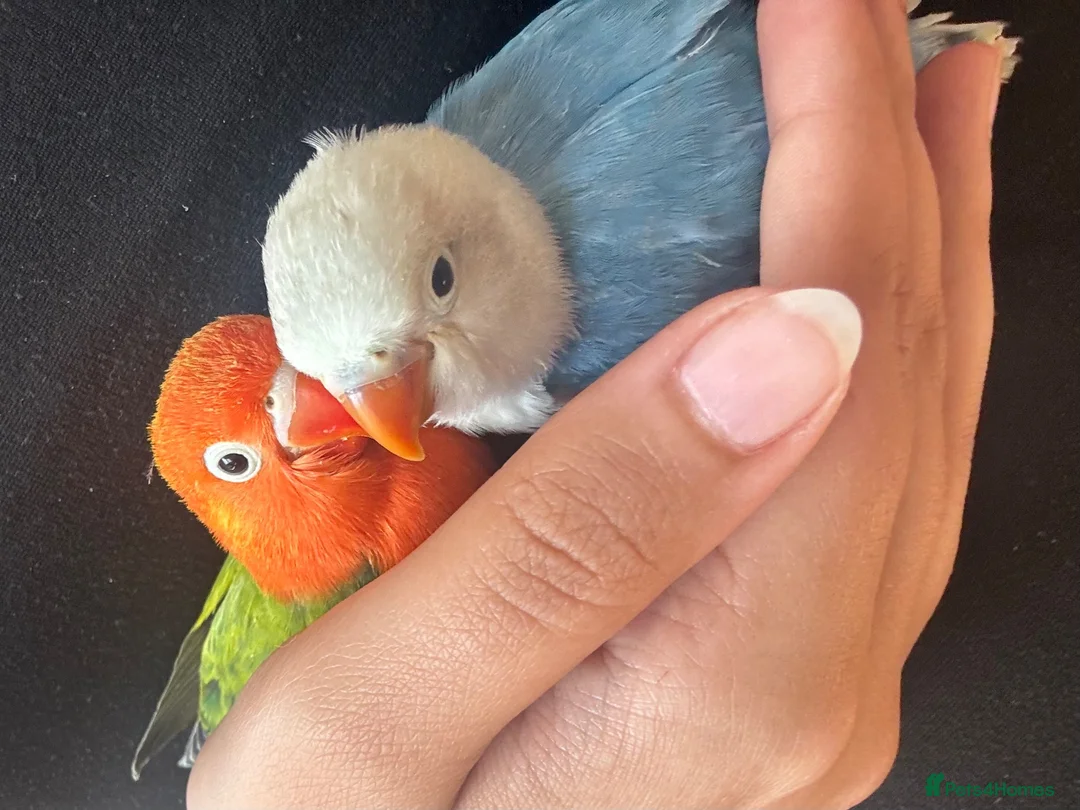 Lovebirds birds for sale: Baby hand-reared lovebirds - Advert 1