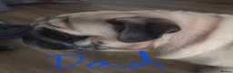 Pug dogs for sale: Pug puppies  - Advert 3