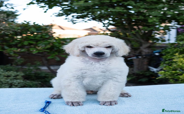 Standard Poodle dogs - Advert 5