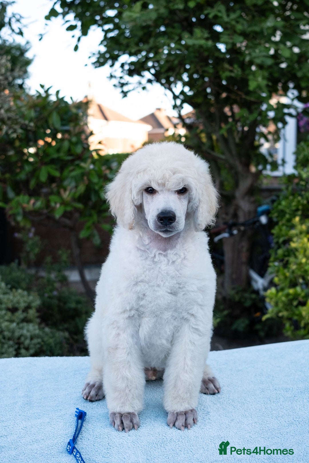 Standard Poodle dogs for sale: It has to be ALL WHITE Standard Poodle Puppies - Image 1