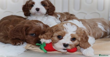 Cavapoo dogs - Advert 2