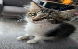 Mixed Breed cats for sale: 6 month old kitten - Image 1