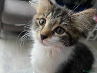 Mixed Breed cats for sale - Advert 1