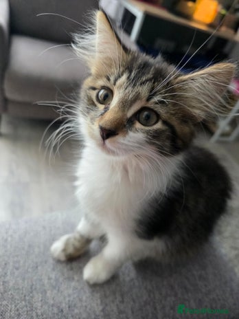 Mixed Breed cats - Advert 1