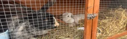 English Lop rabbits for sale: Broken Black Tort and Cream lop doe  in Wakefield - Advert 1