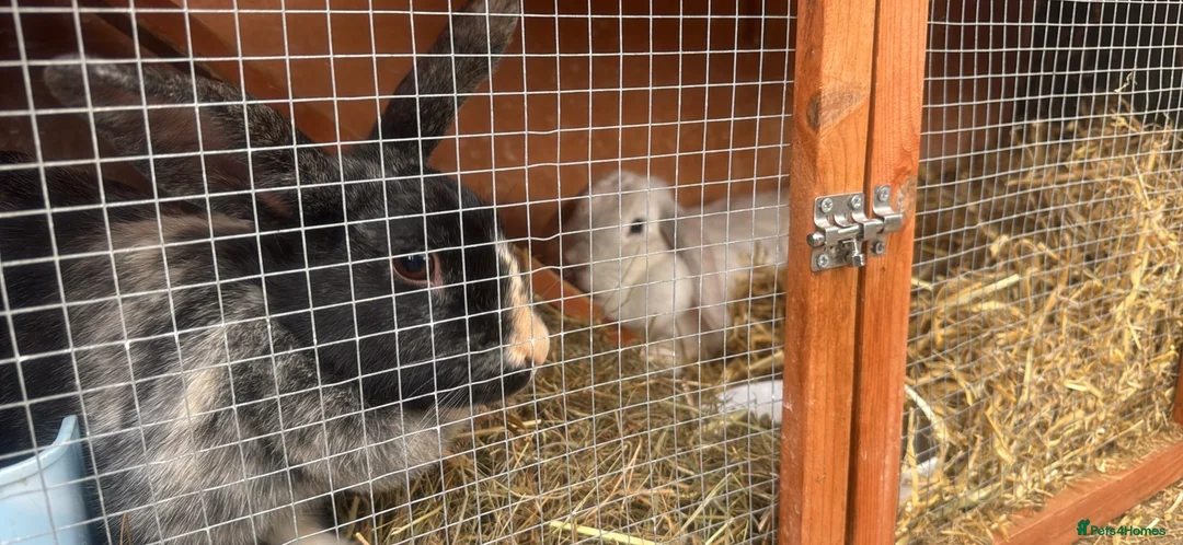 English Lop rabbits for sale: Broken Black Tort and Cream lop doe  in Wakefield - Advert 1