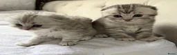 Scottish Fold cats for sale: Scottish Fold kittens  - Advert 27