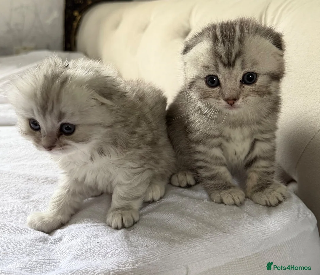 Scottish Fold cats for sale: Scottish Fold kittens  - Advert 27