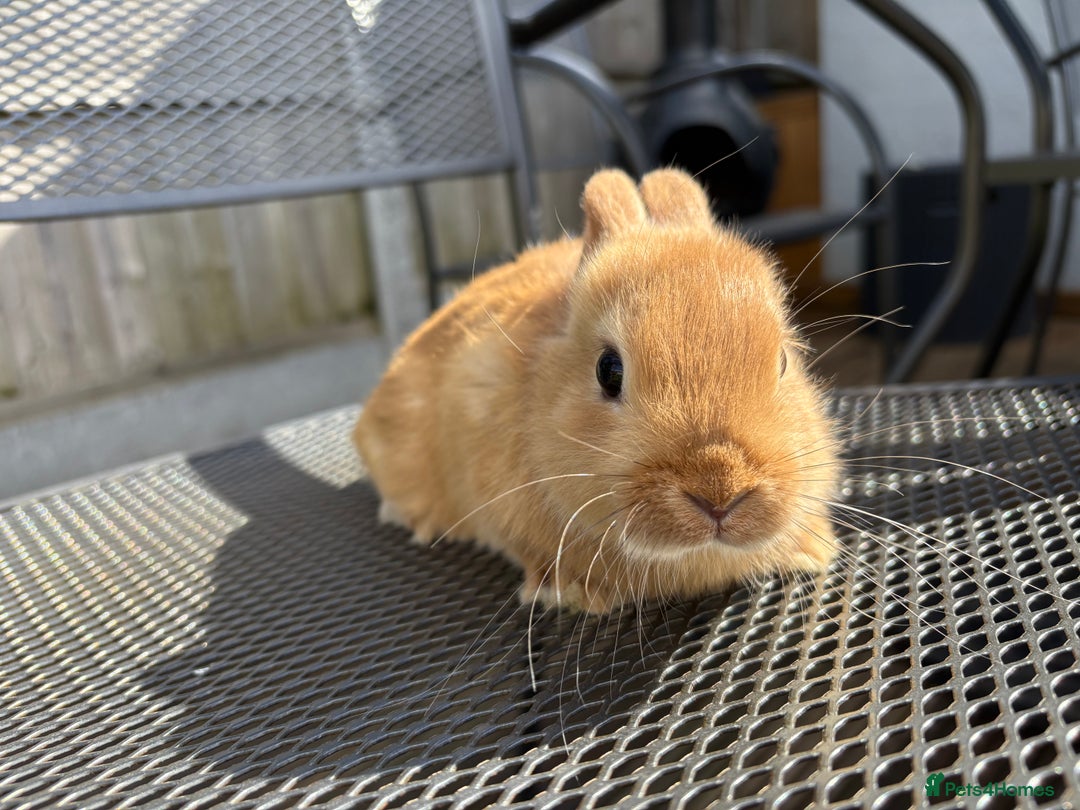 Netherland Dwarf rabbits for sale: * READY NOW! * 🐰 Netherland Dwarf Bunnies  - Image 6