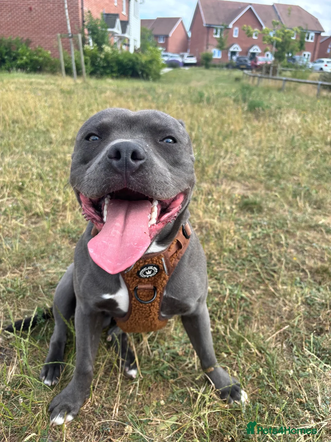 Staffordshire Bull Terrier dogs for stud: Beautiful blue up for Stud - Advert 10