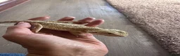 Bearded Dragon reptiles for sale: Baby Bearded Dragon 12 weeks - Advert 4