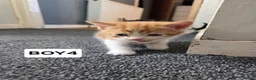Mixed Breed cats for sale: 6 kittens ready to go to their forever home in Lincoln - Advert 20