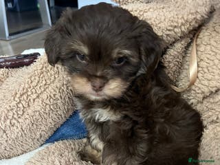 Mixed Breed dogs Shih Tzu / Chihuahua hybrids ONLY 2 LEFT - Advert 1
