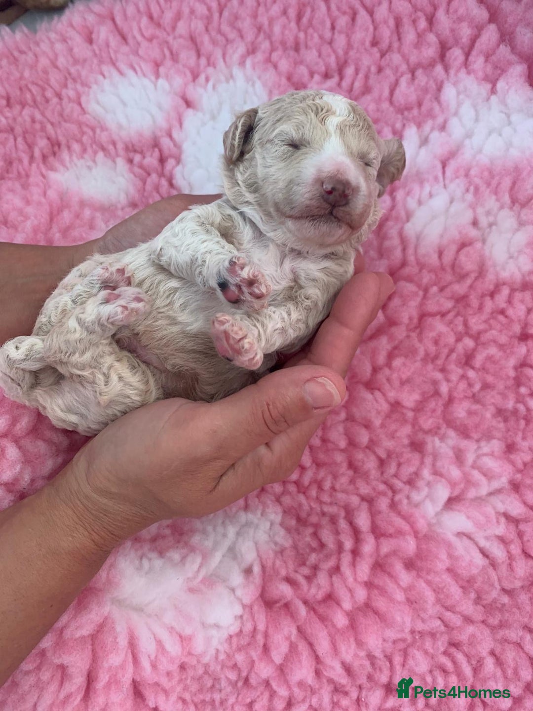 Labradoodle dogs for sale: Multi- Generation Toy/Mini parti Labradoodles   - Advert 12