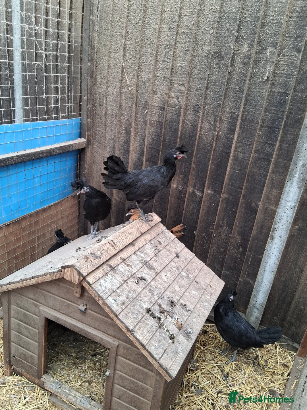 Chickens poultry for sale: Appenzella in a mix of colours  - Advert 2