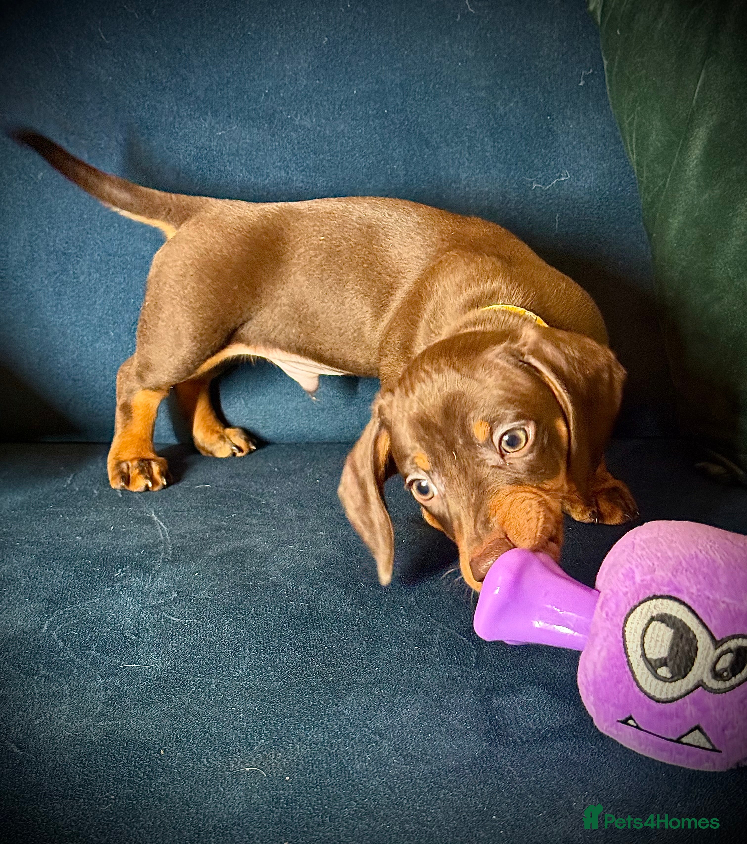 Miniature Dachshund dogs Last Boy KC reg availible🔥 - Advert 15