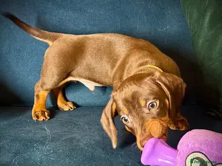 Miniature Dachshund dogs Last Boy KC reg availible🔥 - Advert 15
