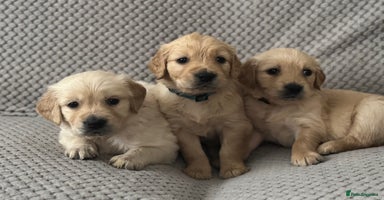 Golden Retriever dogs - Advert 8