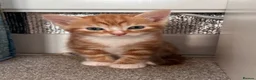 Mixed Breed cats for sale: Bengal cross kittens - Advert 17