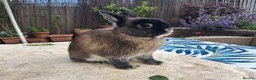Netherland Dwarf rabbits for sale: Neutered Male Netherland Dwarf 1 year old - Wilf - Advert 17