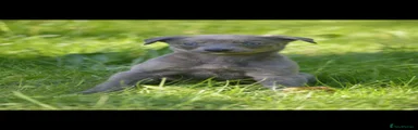 Lurcher Puppy 2
