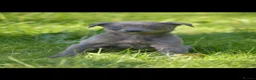 Lurcher dogs for sale: Both working an family lurcher pups - Advert 25
