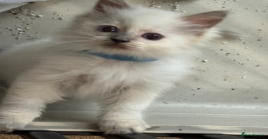 Ragdoll cats - Advert 5