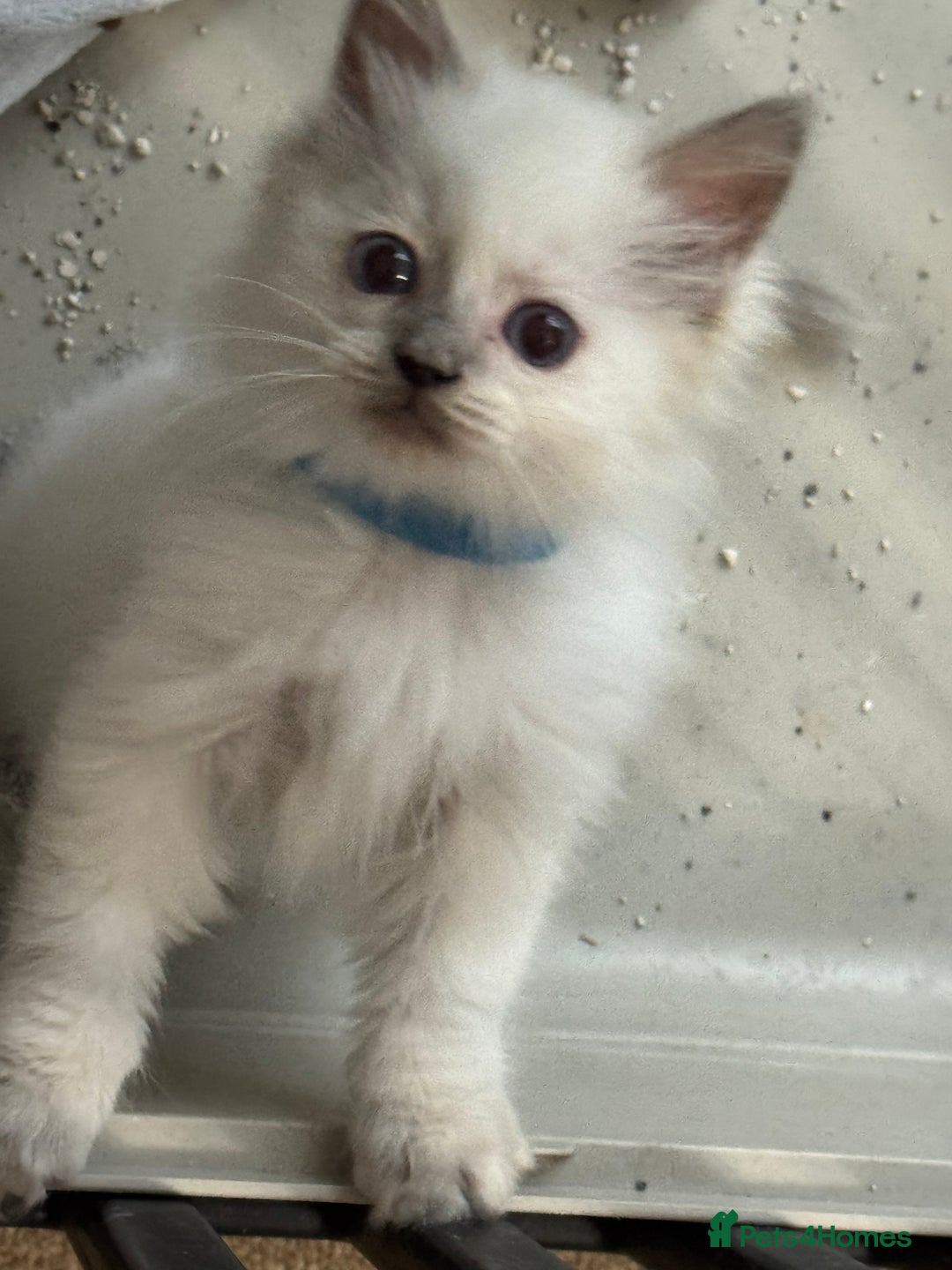 Ragdoll cats for sale: Champion Ragdoll GCCF kittens 🐱 Ready now - Image 9