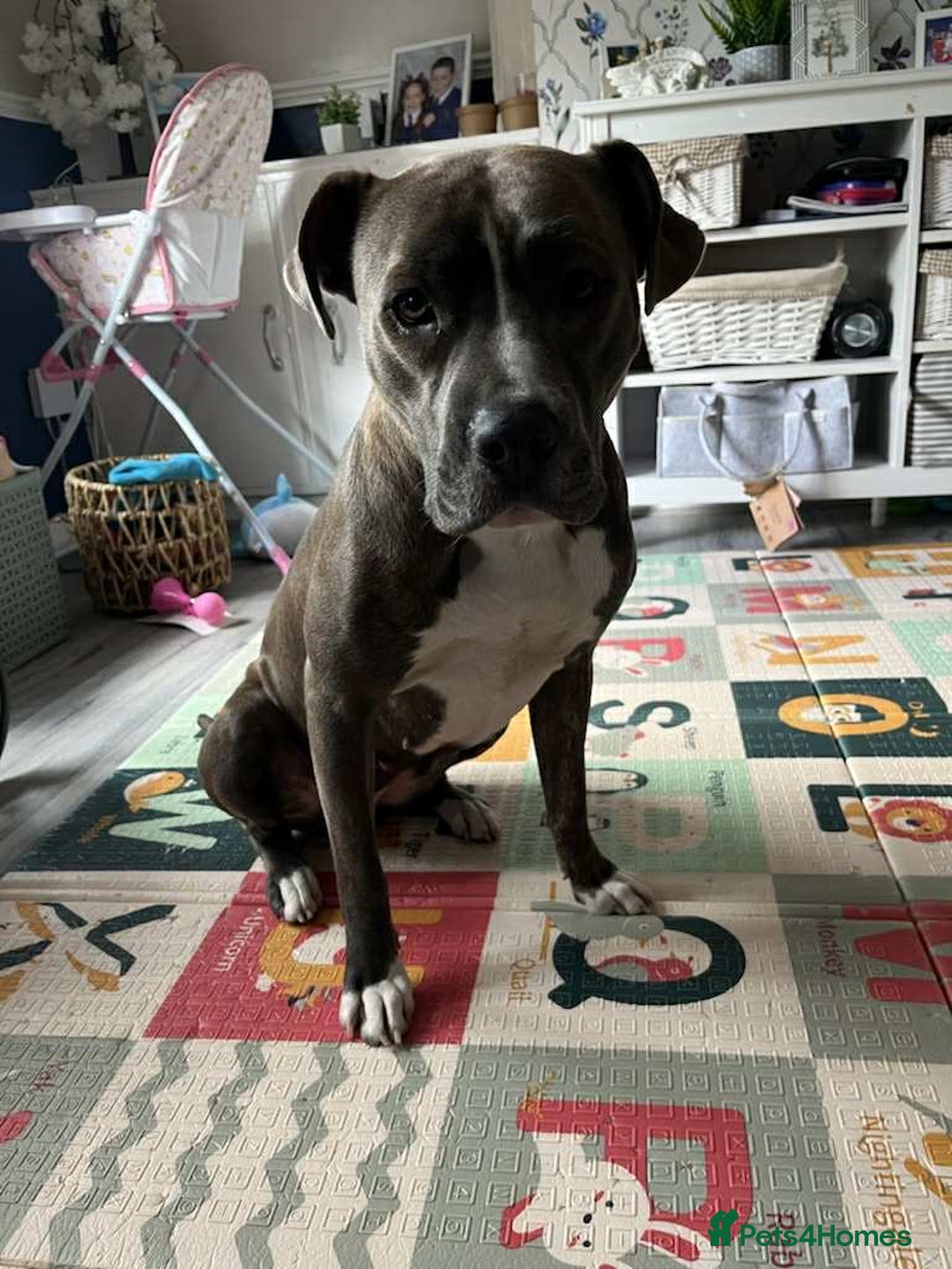 Mixed Breed dogs for sale: Staffy cross - Image 5