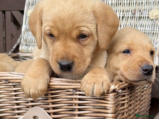 Labrador Retriever dogs - Advert 31