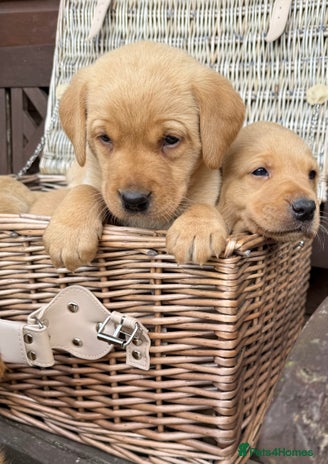 Labrador Retriever dogs - Advert 16