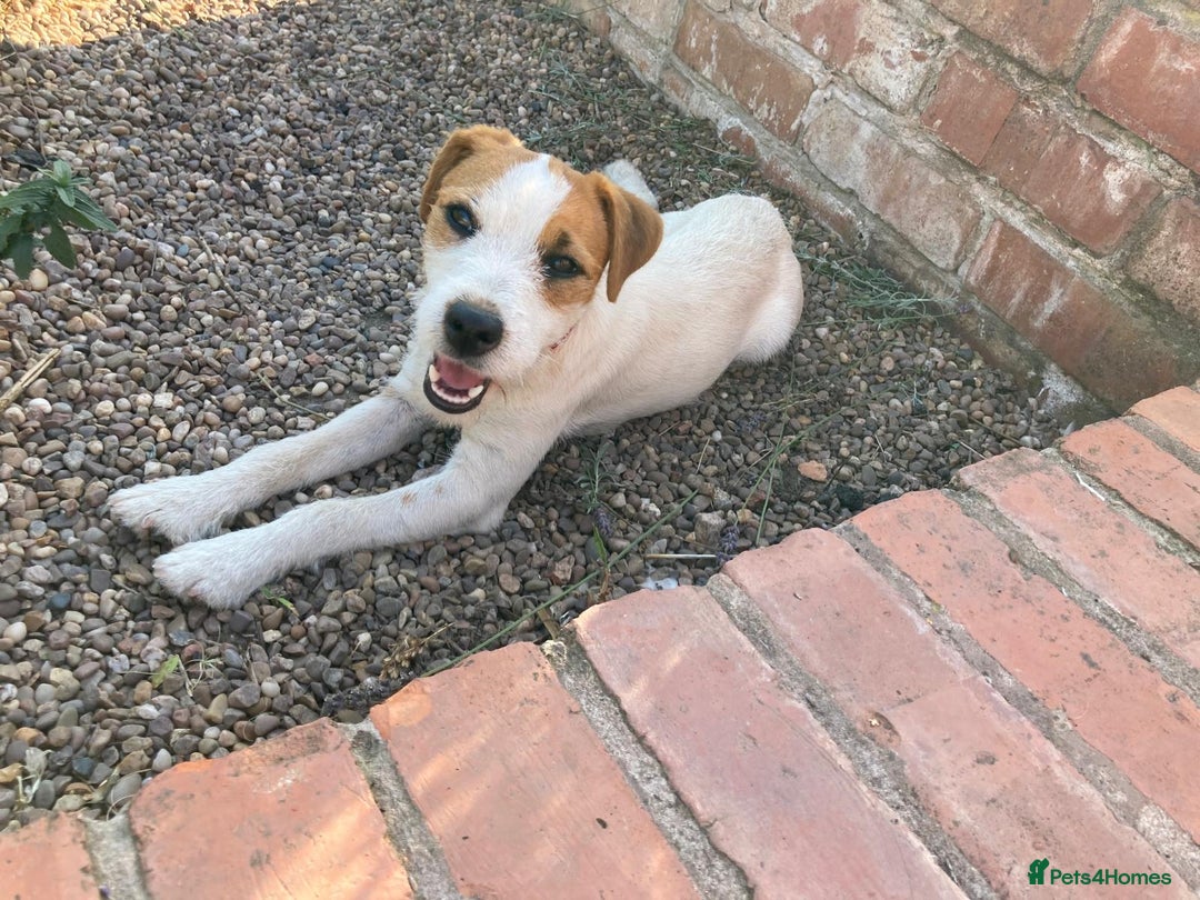 Parson Russell dogs for sale: Quality Parson Russell terrier pups - Image 8