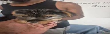 Yorkshire Terrier 1