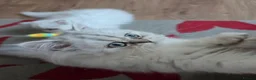 Persian cats for sale: Persian chinchilla - Advert 2