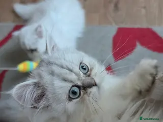 Persian cats Persian chinchilla - Advert 1