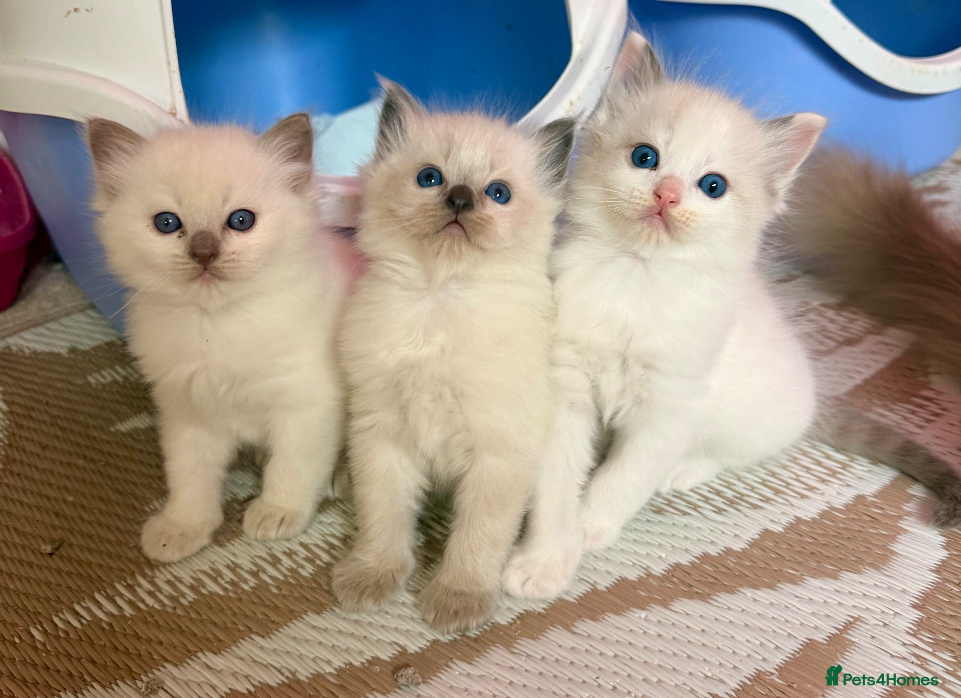 Ragdoll cats Beautiful Dolls 💙🐱 - Advert 1