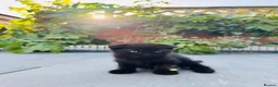 Scottish Fold cats for sale: Scottish Fold Kittens Ready For Forever Homes - Advert 12