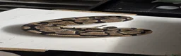 Python Snake reptiles for sale: Various Ball Pythons in Wellingborough - Advert 15