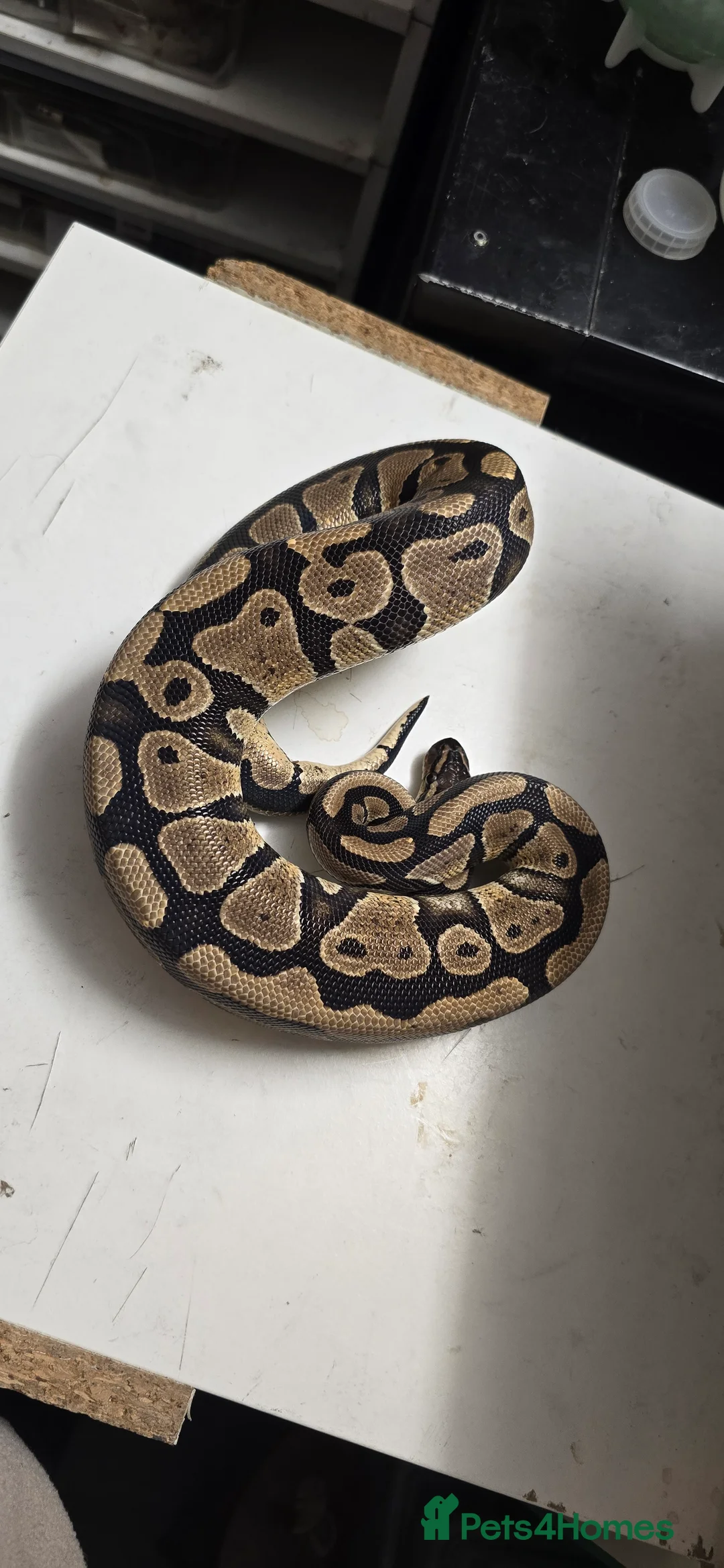 Python Snake reptiles for sale: Various Ball Pythons in Wellingborough - Advert 15