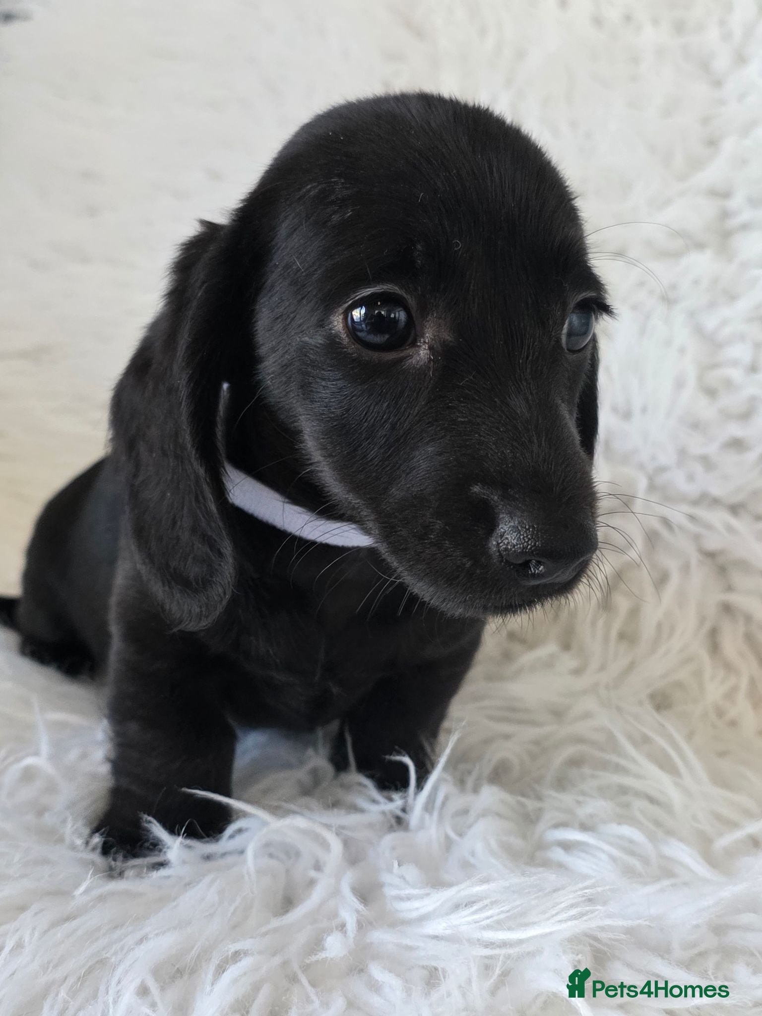 Miniature Dachshund dogs KC reg, 5* Breeder. BOYS ONLY  - Advert 2