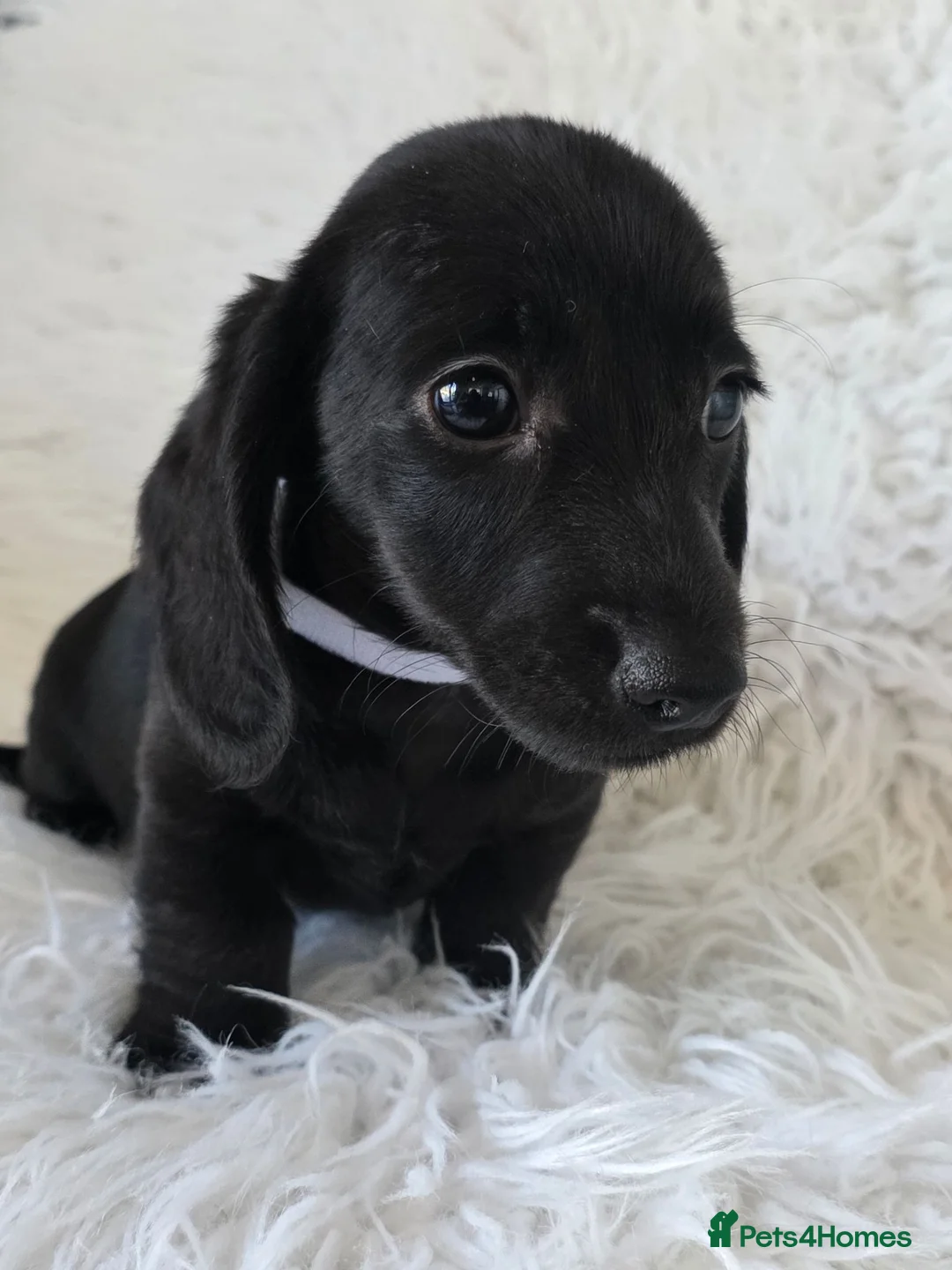 Miniature Dachshund dogs for sale: KC reg, 5* Breeder. BOYS ONLY  - Advert 2
