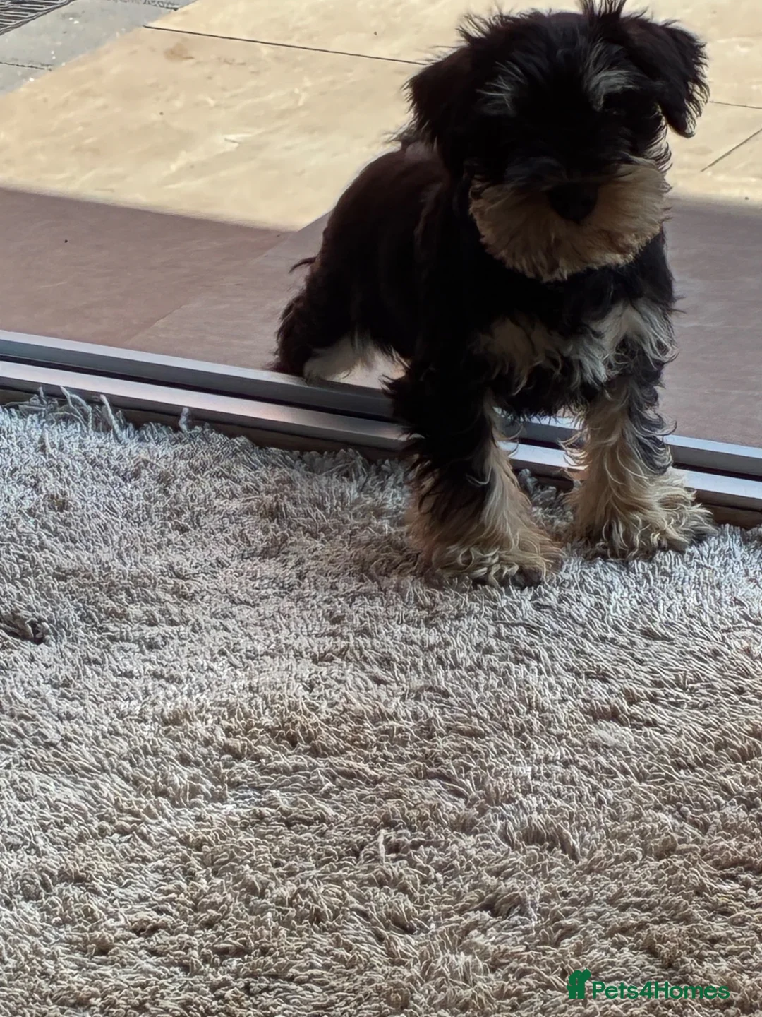 Miniature Schnauzer dogs for sale: Health tested miniature schnauzer puppies in Stafford - Advert 5