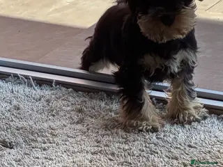 Miniature Schnauzer dogs Health tested miniature schnauzer puppies - Advert 3