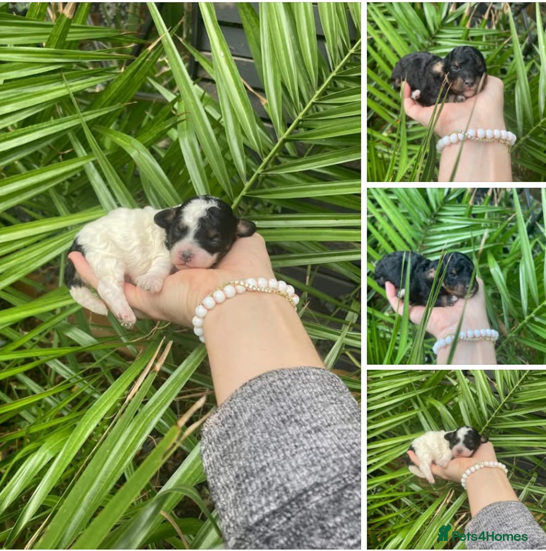 Cavapoo dogs for sale: Toy cavapoo WAITING LIST - Advert 12