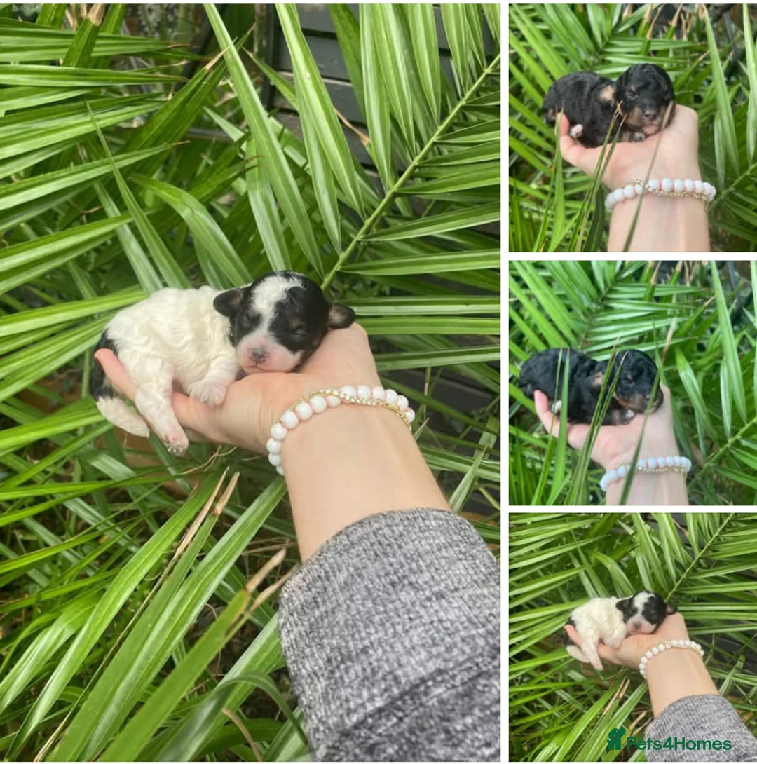 Cavapoo dogs for sale: Toy cavapoo WAITING LIST - Advert 13