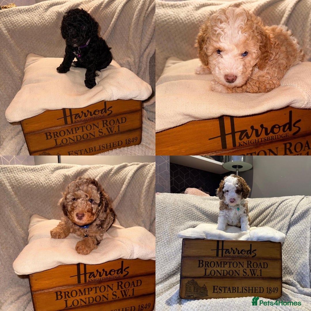 Cavapoo dogs for sale: 2 Male 2 Female unique colours Cavapoo’s - Advert 1