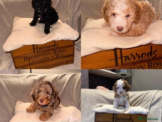 Cavapoo dogs 2 Male 2 Female unique colours Cavapoo’s - Advert 2